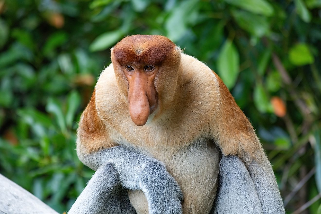 A proboscis monkey (Nasalis larvatus)