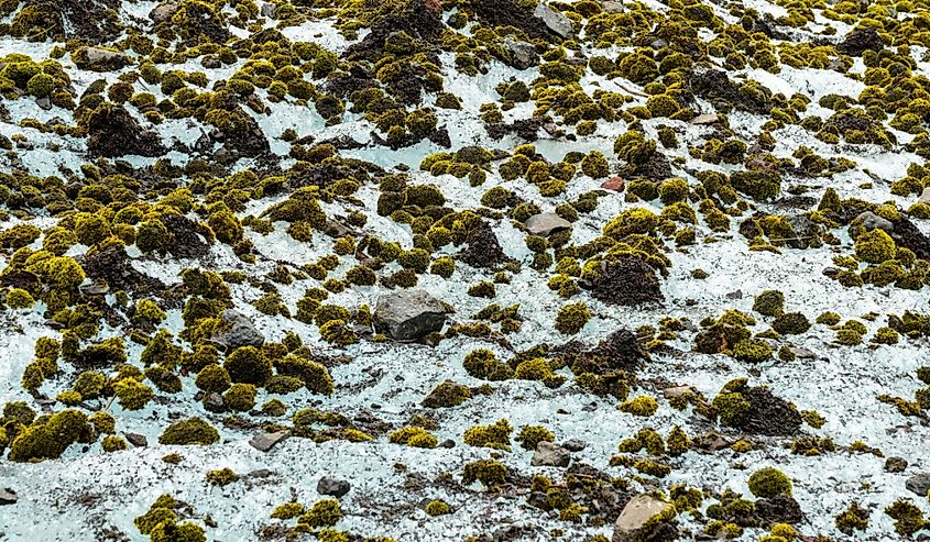 Glacier mice moving moss balls on Vatnajokull glacier near Skaftafell, Iceland. Image credit Delpixel via Shutterstock.