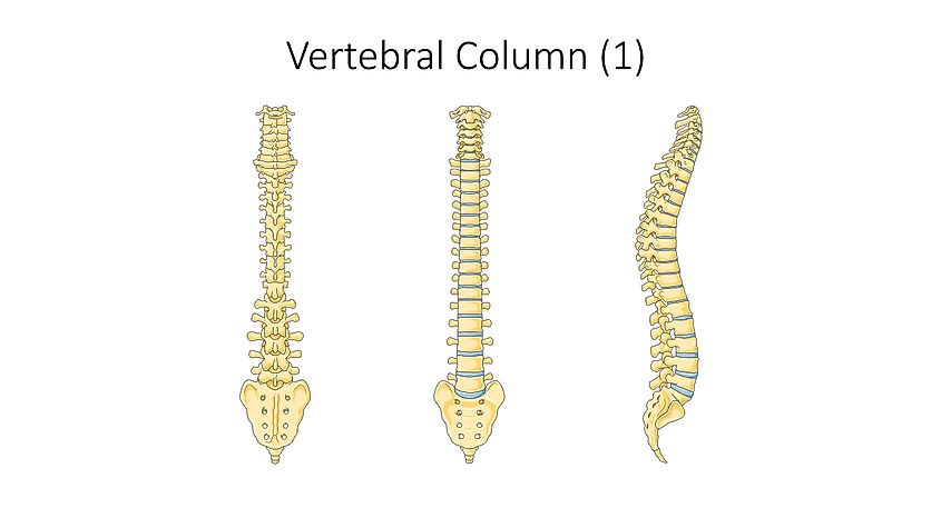 Spine - Vertebral column. 