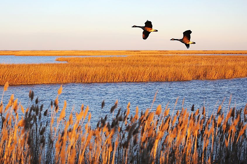 Canada geese in migration at Bombay Hook National Wildlife Refuge, Delaware. Via Shutterstock / Bo Shen