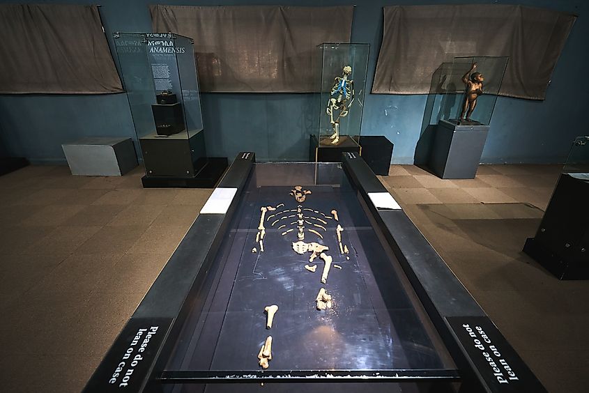 Skeleton of Lucy, Australopithecus afarensis fossil, at the National Museum of Ethiopia. Credit: Editorial credit: Vladimir Zhoga / Shutterstock.com