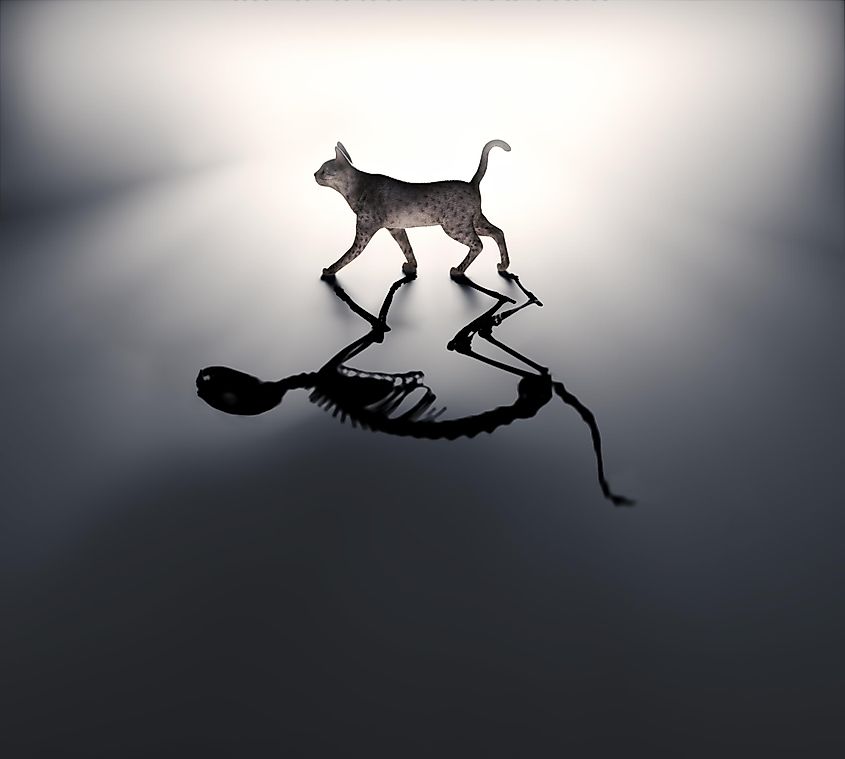 Schrödinger's cat, both alive and dead.