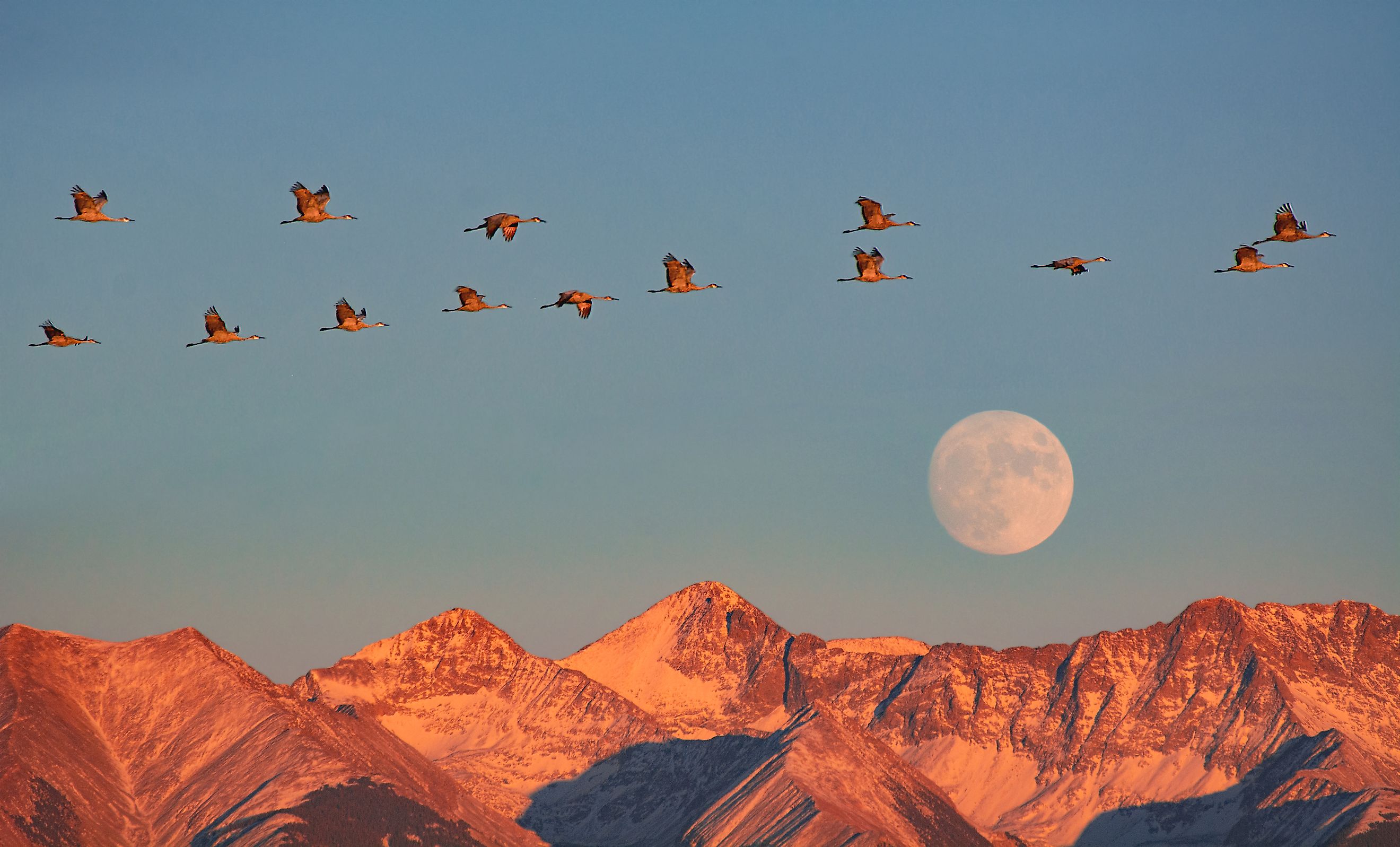 Sandhill Cranes, Moonrise over Blanca Peak. Credit: Great Sand Dunes National Park and Preserve, Public domain, via Wikimedia Commons